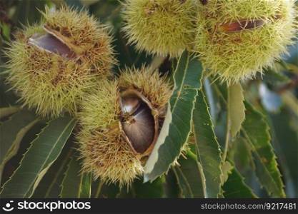 chestnuts nature background