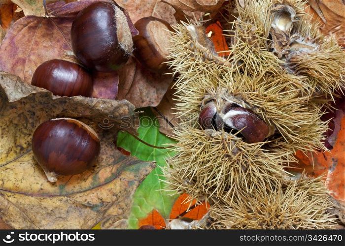 Chestnuts on a bed of autumn leaves
