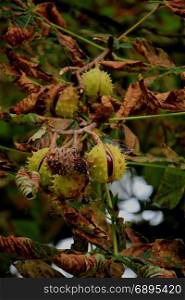 Chestnuts on a tree in an autumn forest