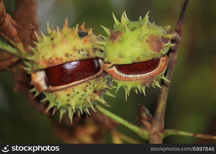 Chestnuts on a tree in an autumn forest
