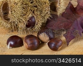 Chestnuts on a tree stump in autumn