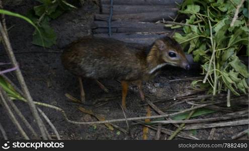 Chevrotains, also known as mouse-deer, are small ungulates that mak rainforest Malaysia Langkawi