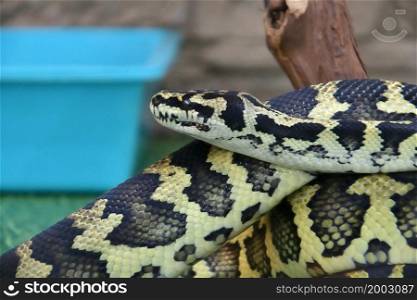 Cheyney&rsquo;s carpet python (Morelia Spilota Cheynei) in a terrarium