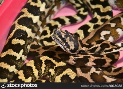 Cheyney&rsquo;s carpet python (Morelia Spilota Cheynei) in a terrarium
