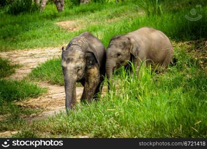 CHIANG MAI, THAILAND - June 16, 2012: Two baby elephants playing in grassland field.
