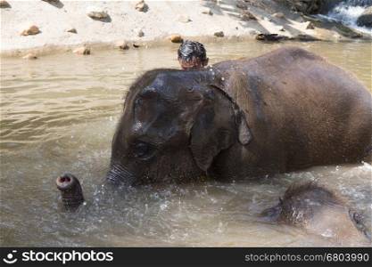 Chiang Mai, Thailand - November 26, 2016: man bathing with young asian elephant at elephant conservation park in Chiang Mai, Thailand on November 26, 2016.