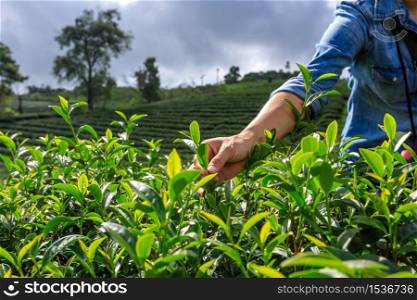 CHIANG RAI THAILAND-November 15,2018 farmer is collecting green tea leaves at doi chiang rai Thailand