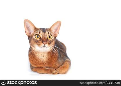 Chic abyssinian cat portrait isolated on white,  space for text