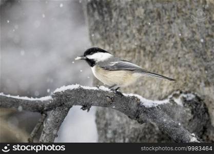 Chicadee in the snow