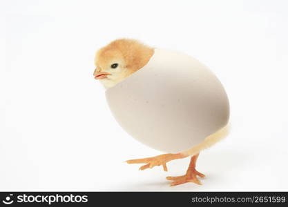 Chick