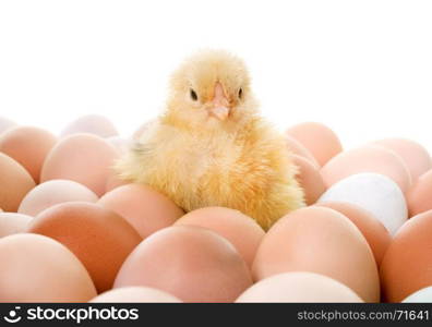 chick and eggs in front of white background