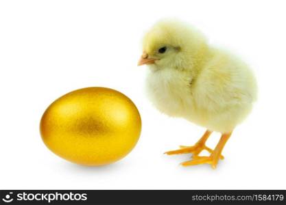 Chick and gold egg on white background