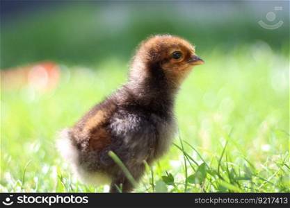 chick bird grass poultry nature
