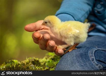 chick chicken hand bird