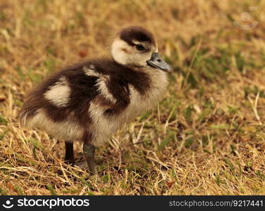 chick goslings goose egyptian goose