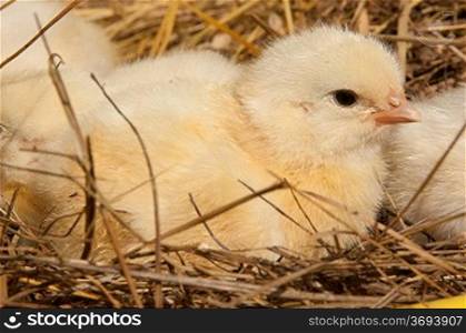 Chick in a nest