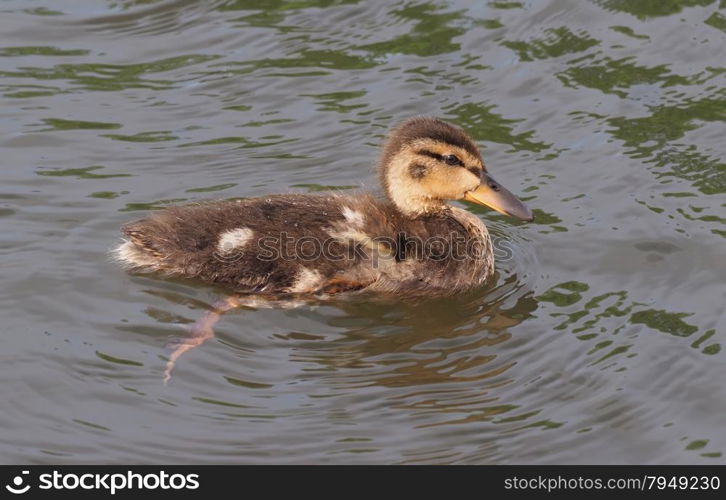 chick mallard on the lake