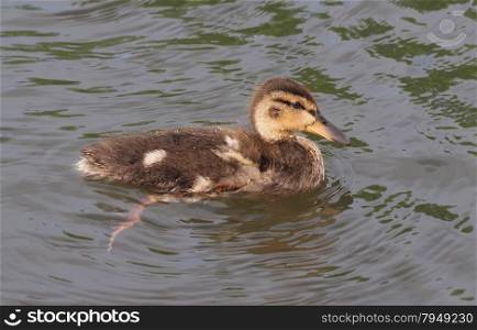 chick mallard on the lake