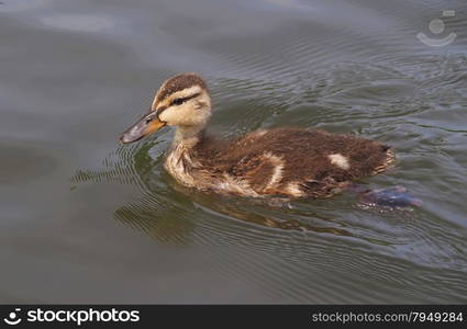 chick mallard on the lake