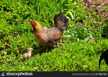 chicken and chicks