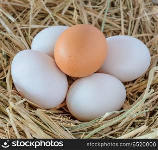 Chicken and duck eggs in the nest