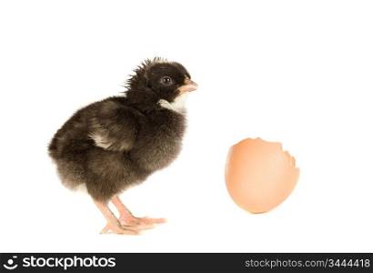 Chicken black with broken eggshells on a white background