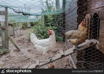chicken coop in back yard in residential area, hen in a farm yard animals. chicken coop in back yard in residential area, hen in a farm yard