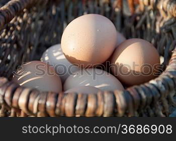 Chicken eggs in a basket