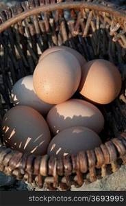 Chicken eggs in a basket