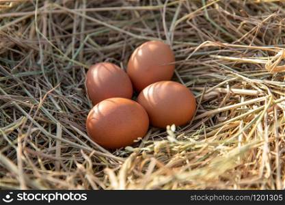 Chicken eggs in a chicken nest on rice straw