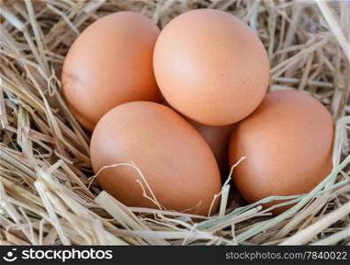 Chicken eggs in the straw nest