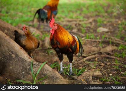 Chicken flocks are tricky. Female hens and roosters take the head off in search of food.
