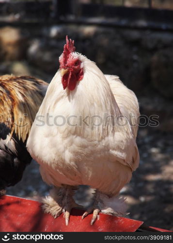 Chicken in a zoo