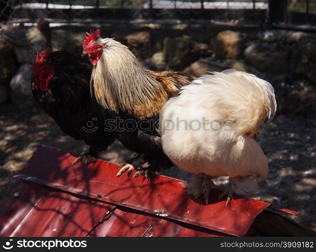 Chicken in a zoo