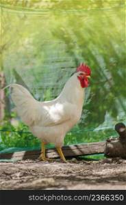 Chicken in bio farm. Hen in farm. Hen on field freely grazing on a meadow