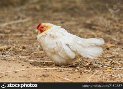 chicken in farm