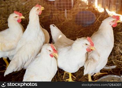 Chicken is a bird flu virus H5N1.