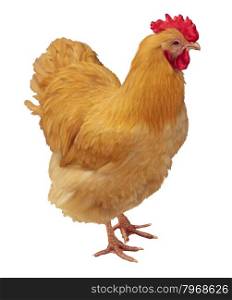 Chicken isolated on a white background as a farm animal that lays fresh hen eggs as an agricultural symbol of the poultry industry and grain fed animals.