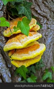 Chicken Mushroom (Laetiporus sulphureus) on a tree trunk in the Danube lakes near Regensburg Bavaria Germany