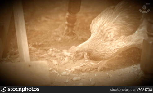 Chicken pecks around in an early American camp (Archive Footage Version)