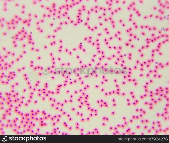 Chicken red blood cells under a microscope (blood smear Chicken), 400x&#xA;