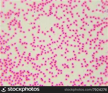 Chicken red blood cells under a microscope (blood smear Chicken), 400x&#xA;