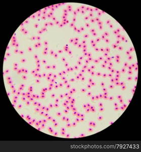 Chicken red blood cells under a microscope (blood smear Chicken), 400x&#xA;