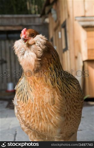 Chicken Standing In Front of Backyard Coop