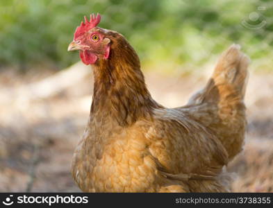 Chicken wanders around the yard on a small farm