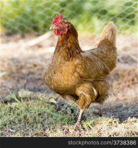Chicken wanders around the yard on a small farm