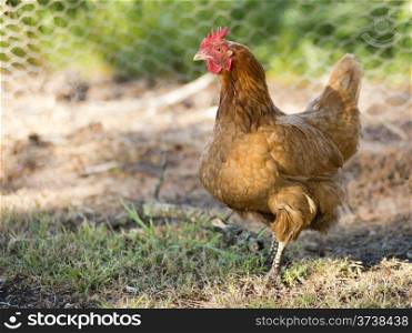 Chicken wanders around the yard on a small farm