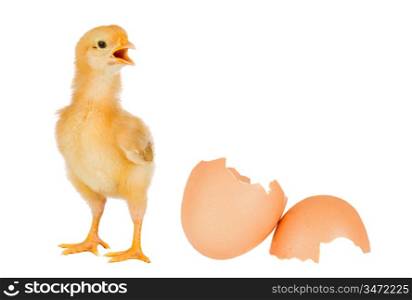 Chicken yellow with broken eggshells on a white background