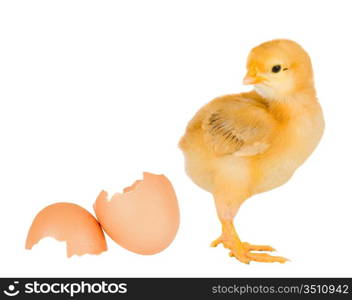 Chicken yellow with broken eggshells on a white background