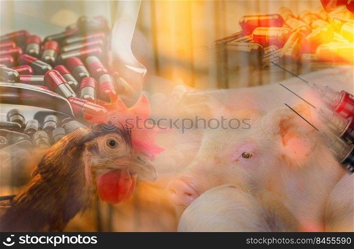 Chickens and pigs in livestock farms use antibiotics. Antibiotic drug resistance problem. Commercial poultry farming. Poultry and pork industry. Global food crisis concept. Antibiotic pills and needle